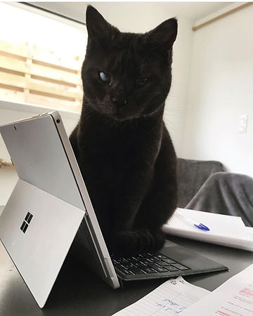 Entre Mes Mains - Garde chats, Communication Animale, Comportement félin et canin,Reiki, EFT, — photo