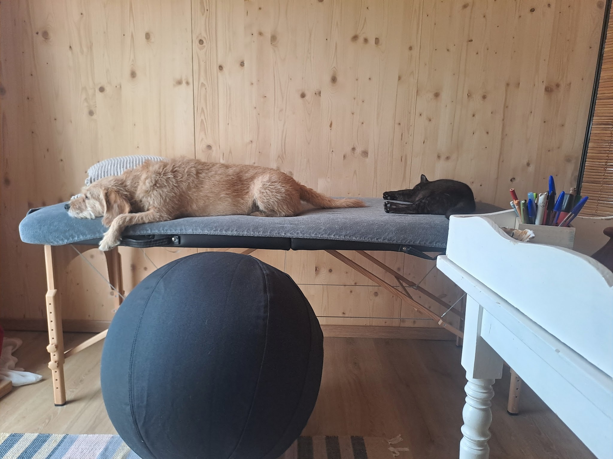 Entre Mes Mains - Garde chats, Communication Animale, Comportement félin et canin,Reiki, EFT, — photo