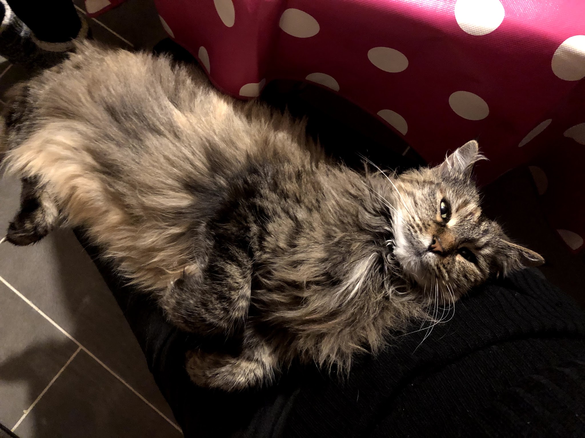 E'pattes et moi — photo