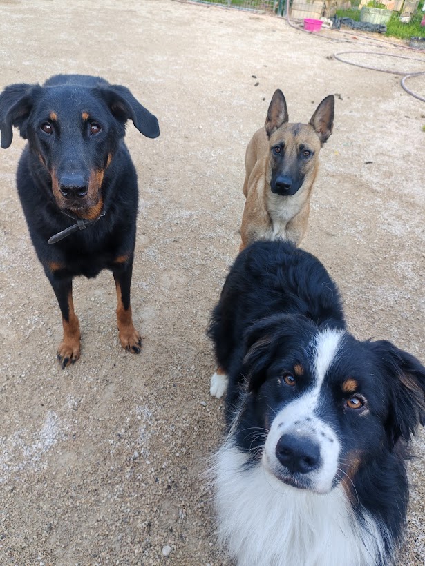 Elo Bien-être Animalier | Pension familiale canine, toilettage canin, massage canin, éducation canine — photo