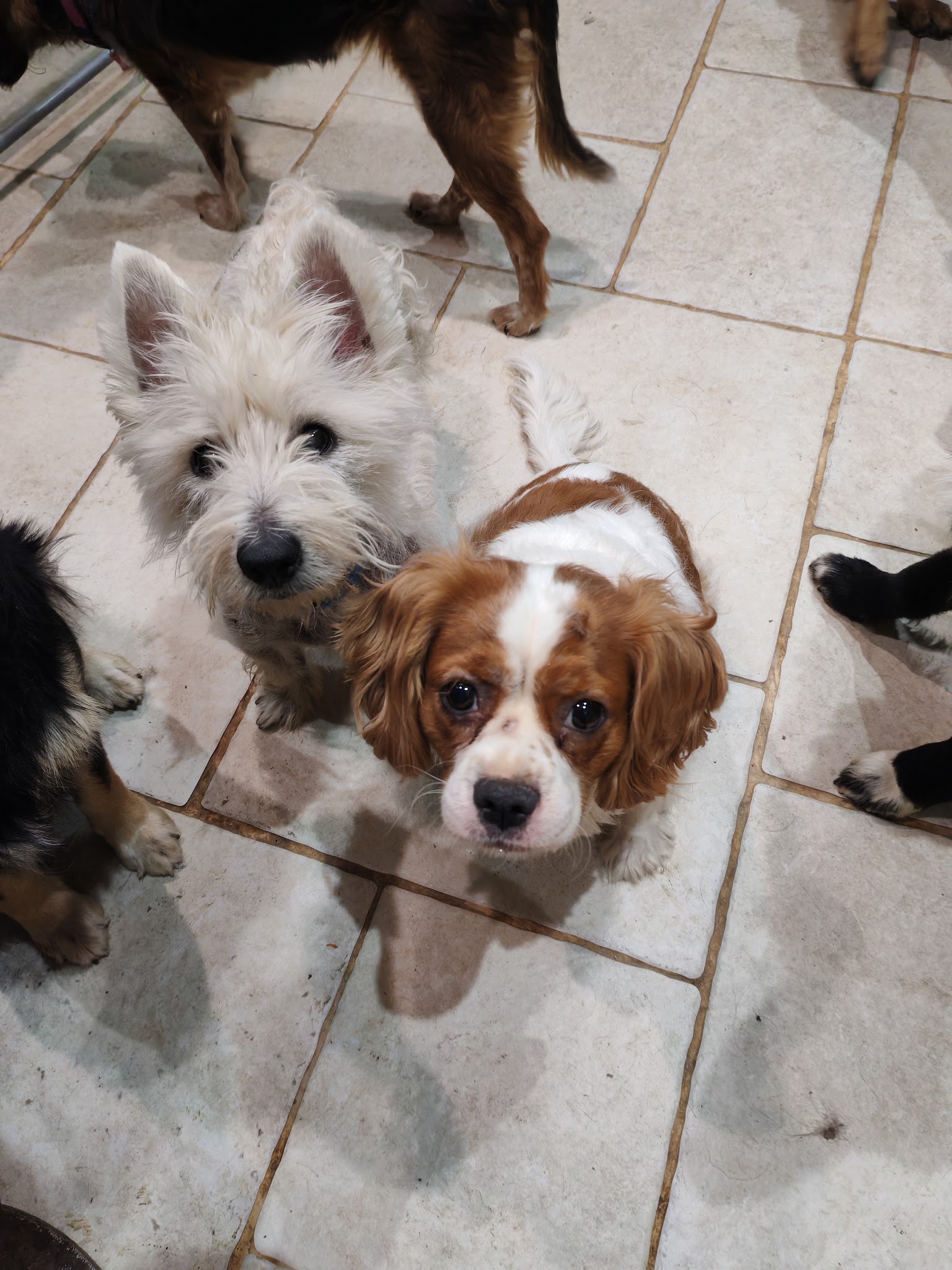 Elo Bien-être Animalier | Pension familiale canine, toilettage canin, massage canin, éducation canine — photo