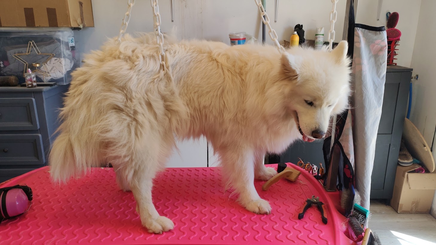 Elo Bien-être Animalier | Pension familiale canine, toilettage canin, massage canin, éducation canine — photo