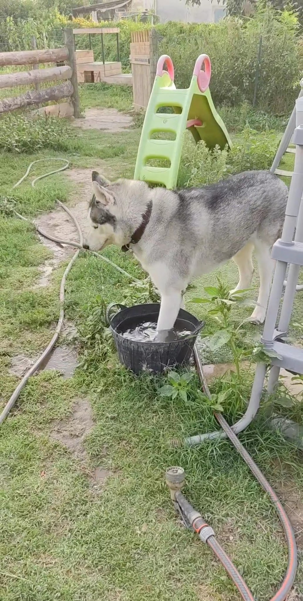 Elo Bien-être Animalier | Pension familiale canine, toilettage canin, massage canin, éducation canine — photo