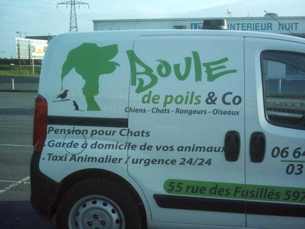 boule de poils & co — photo