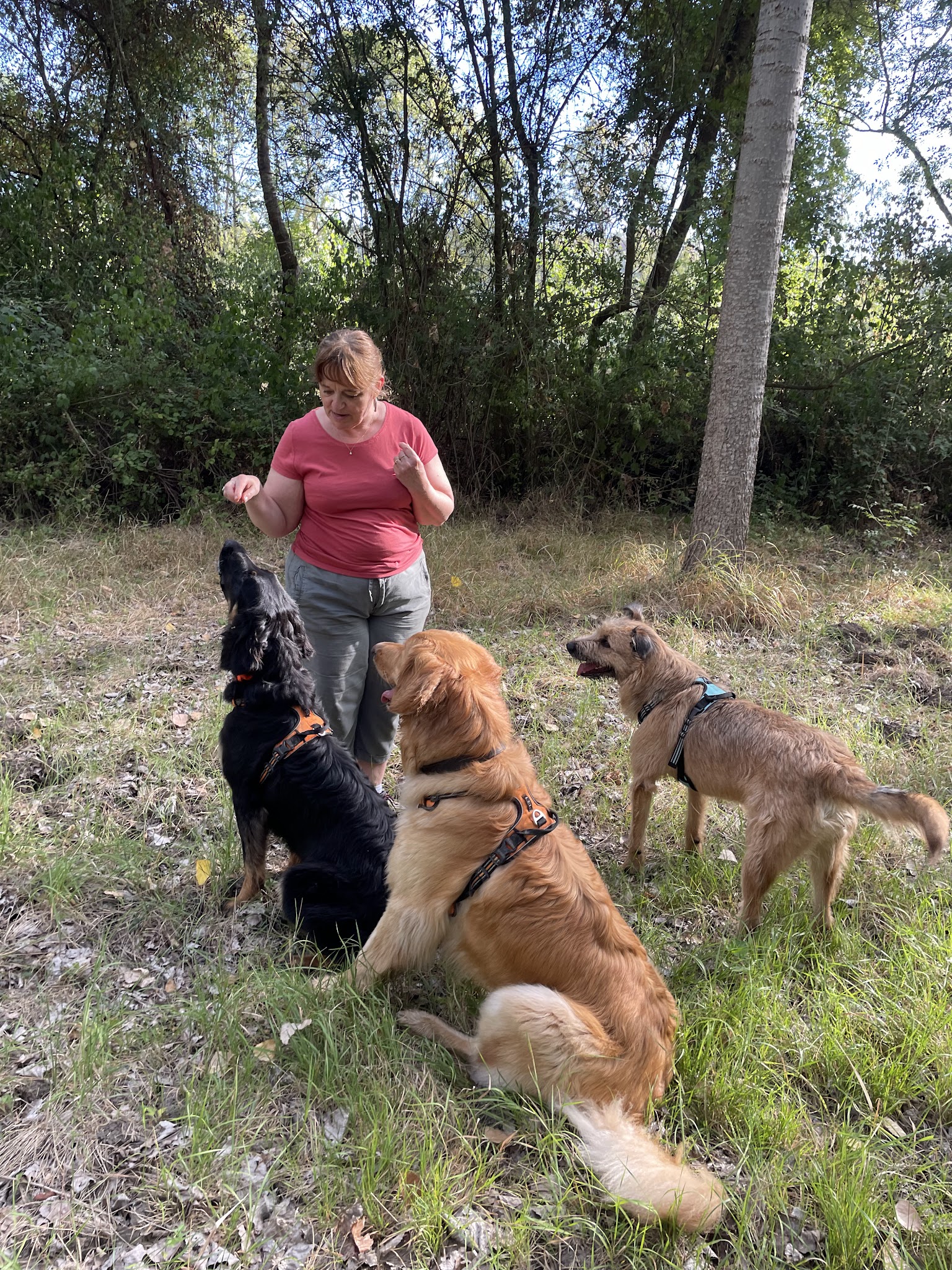 EDUCOPOIL33 EDUCATEUR CANIN COMPORTEMENTALISTE — photo