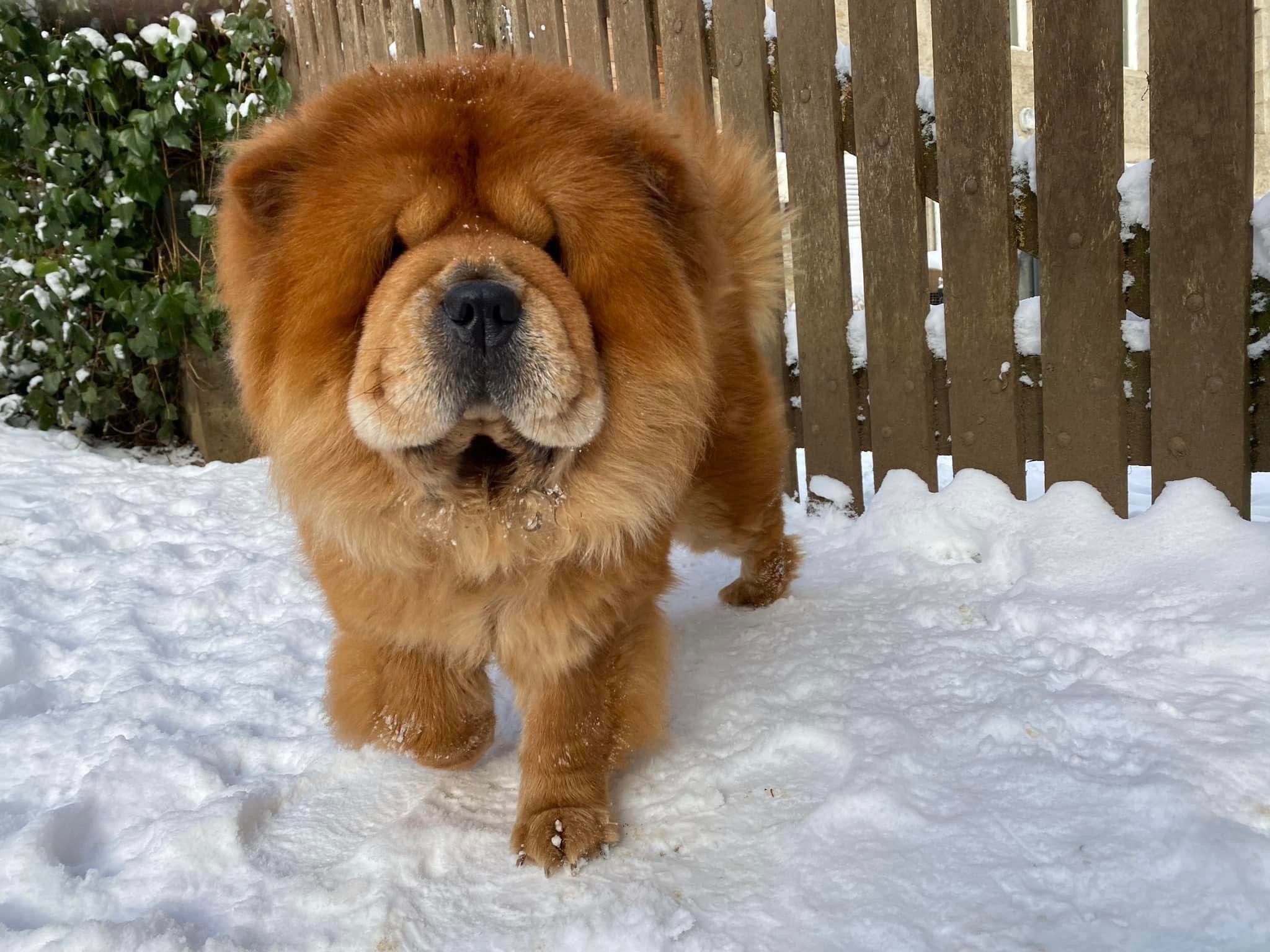 Pension Canine des Monts du Forez — photo