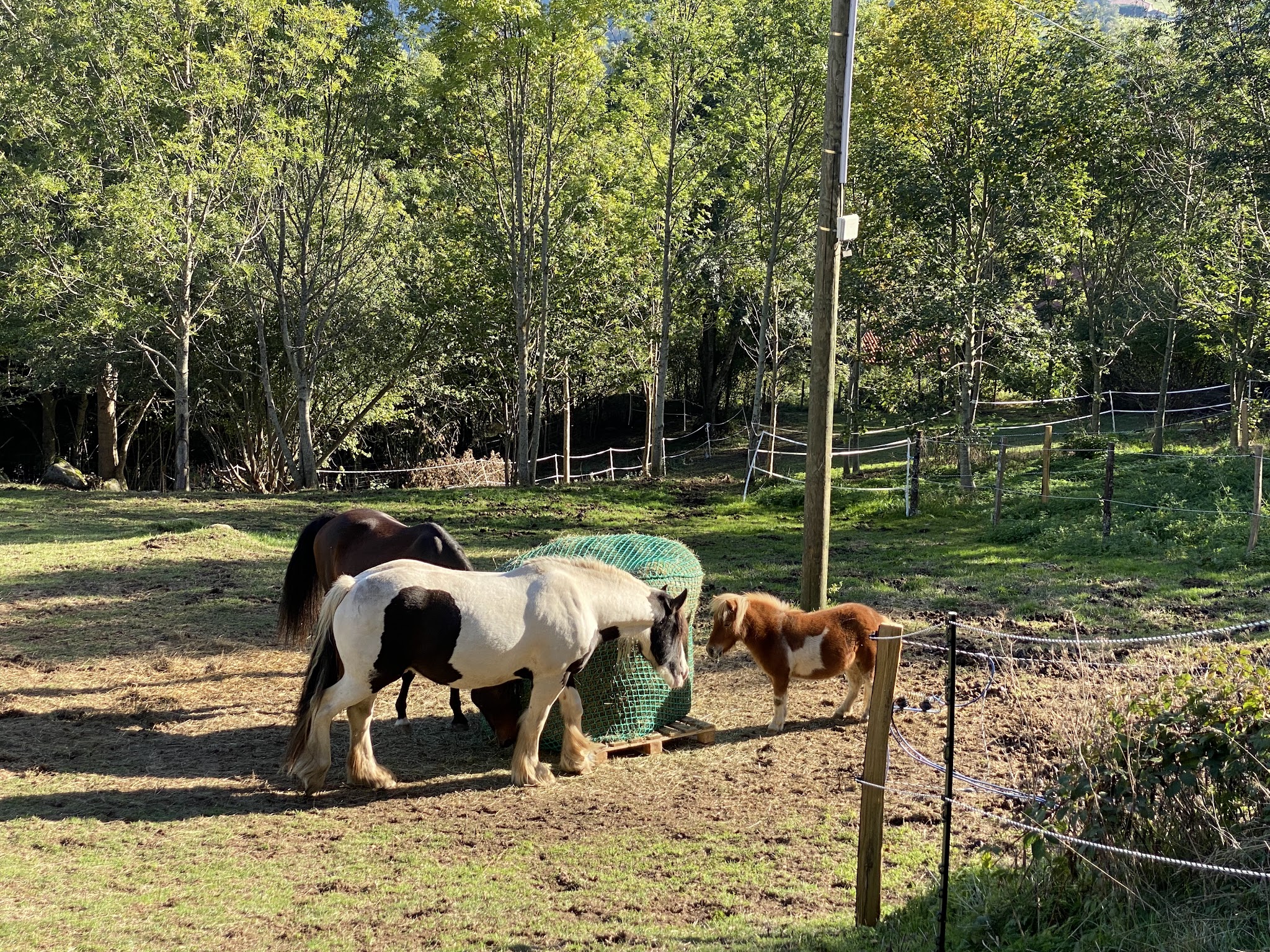 Pension Canine des Monts du Forez — photo