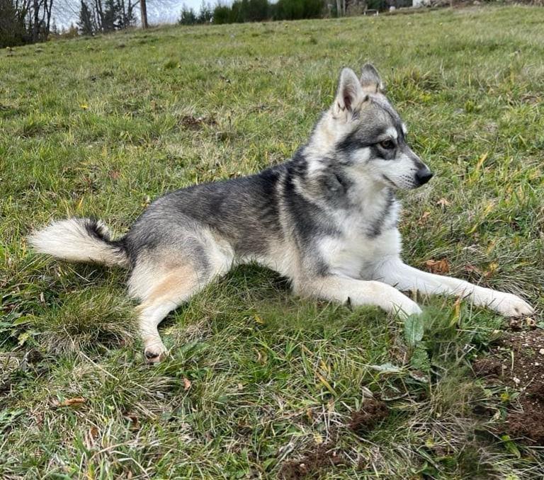 Pension Canine des Monts du Forez