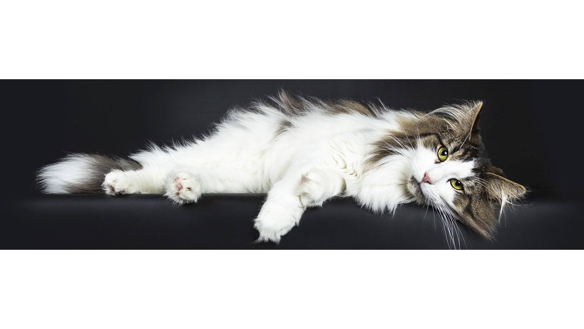 ANIMAUX SERVICES LORIENT