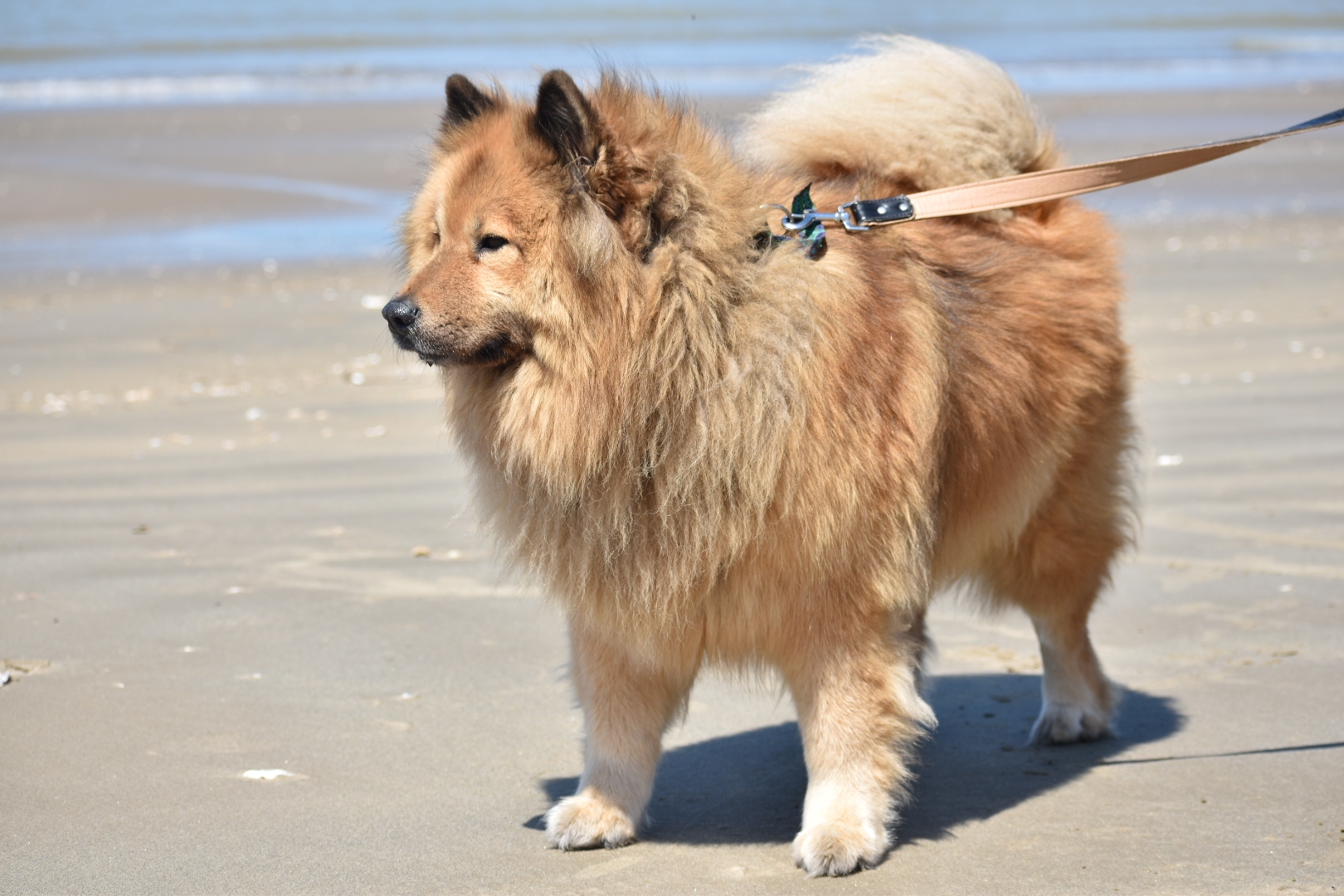 Des Diamants De L'Océan | Élevage familial Eurasier | Pet Sitter/Pension canine familiale — photo