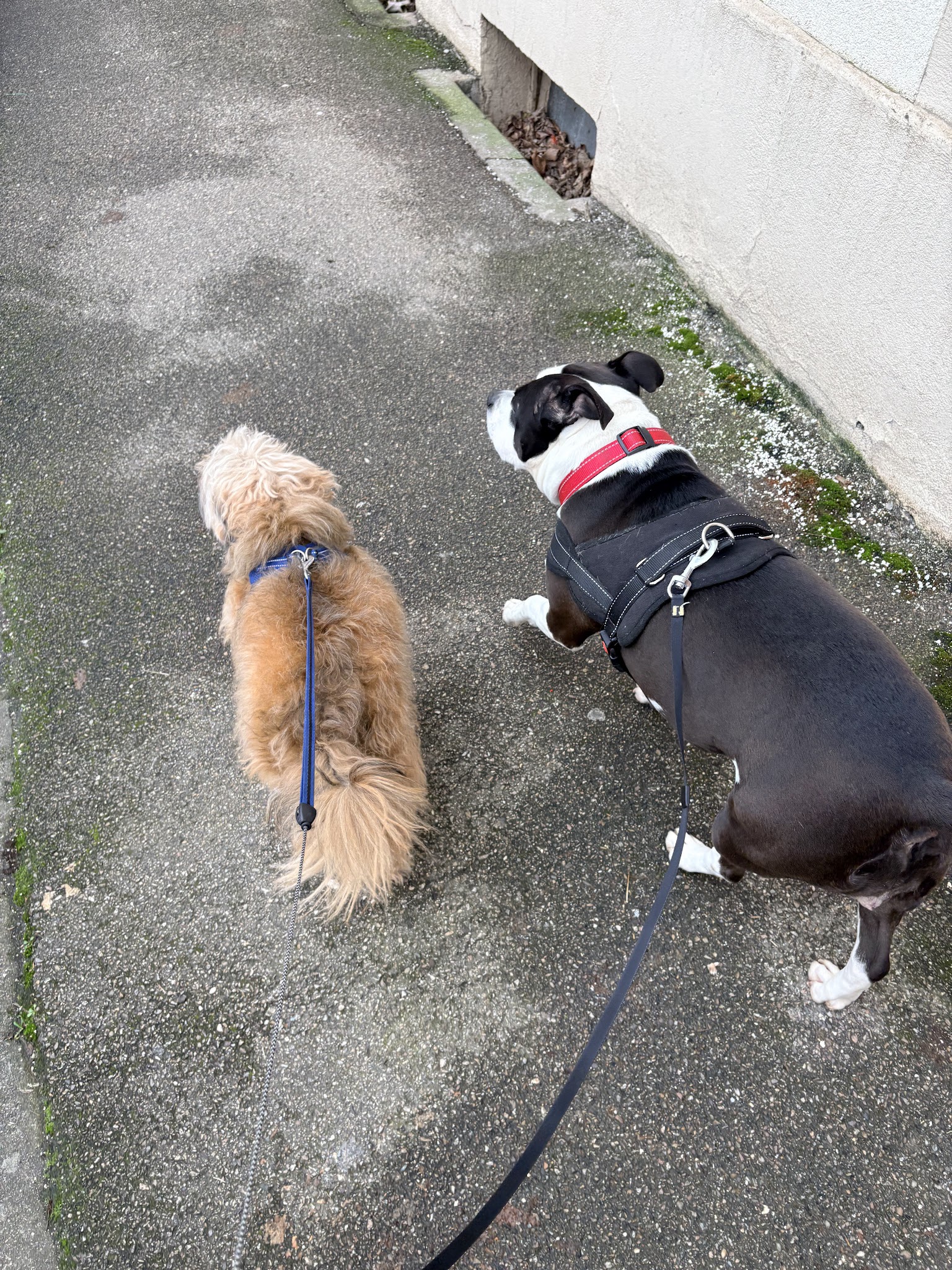 Petlovers, Services animaliers — photo