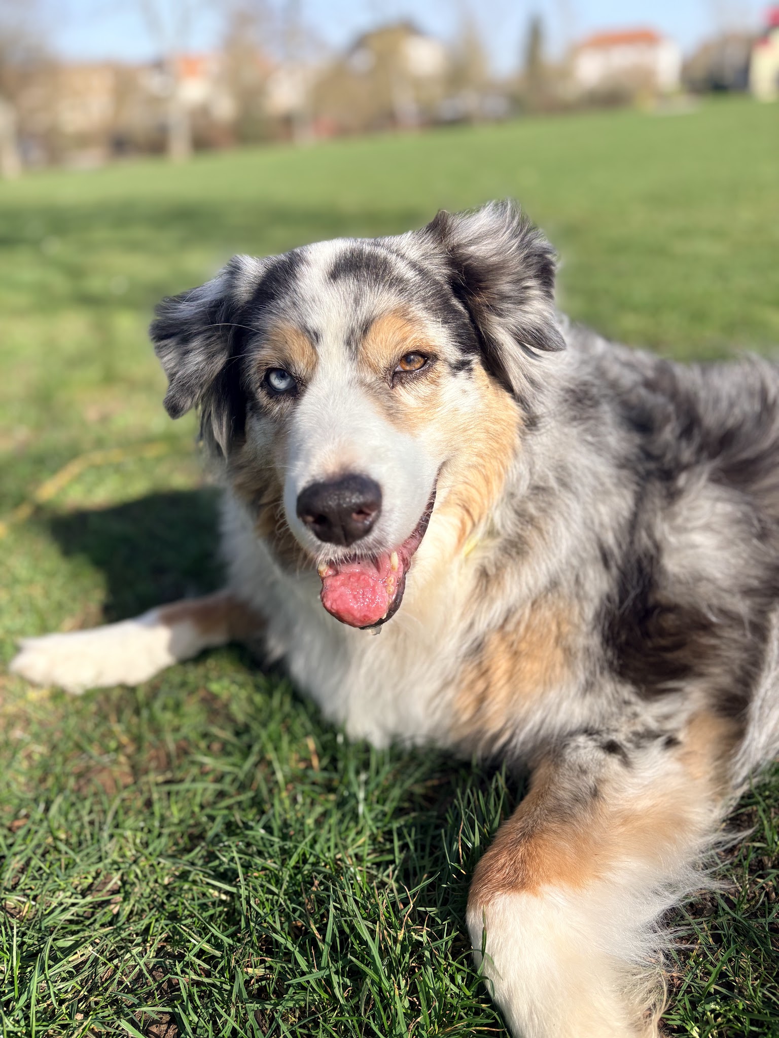 Petlovers, Services animaliers — photo