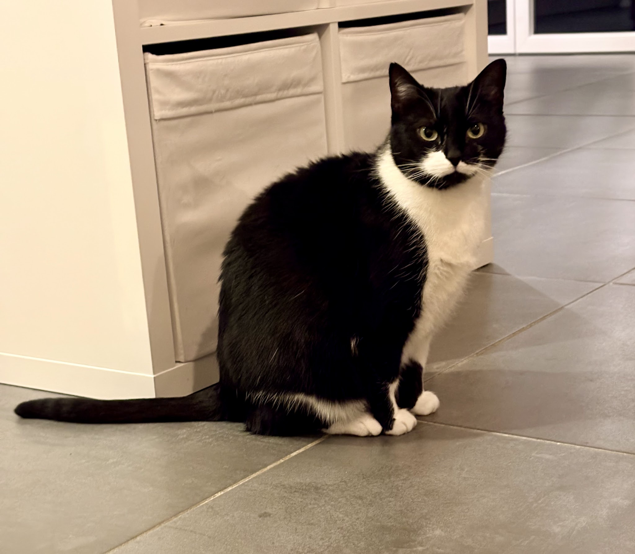 Petlovers, Services animaliers — photo
