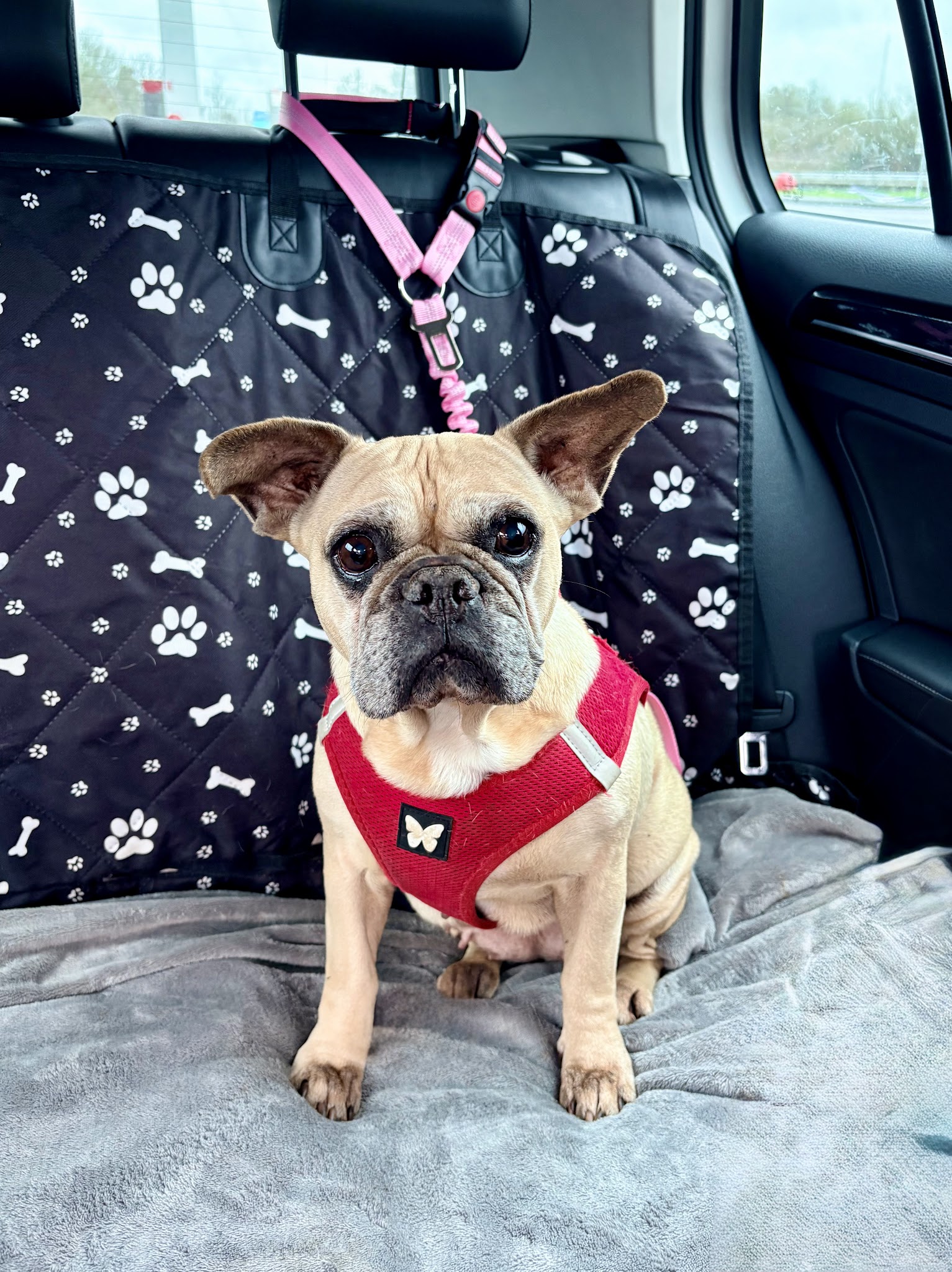 Petlovers, Services animaliers