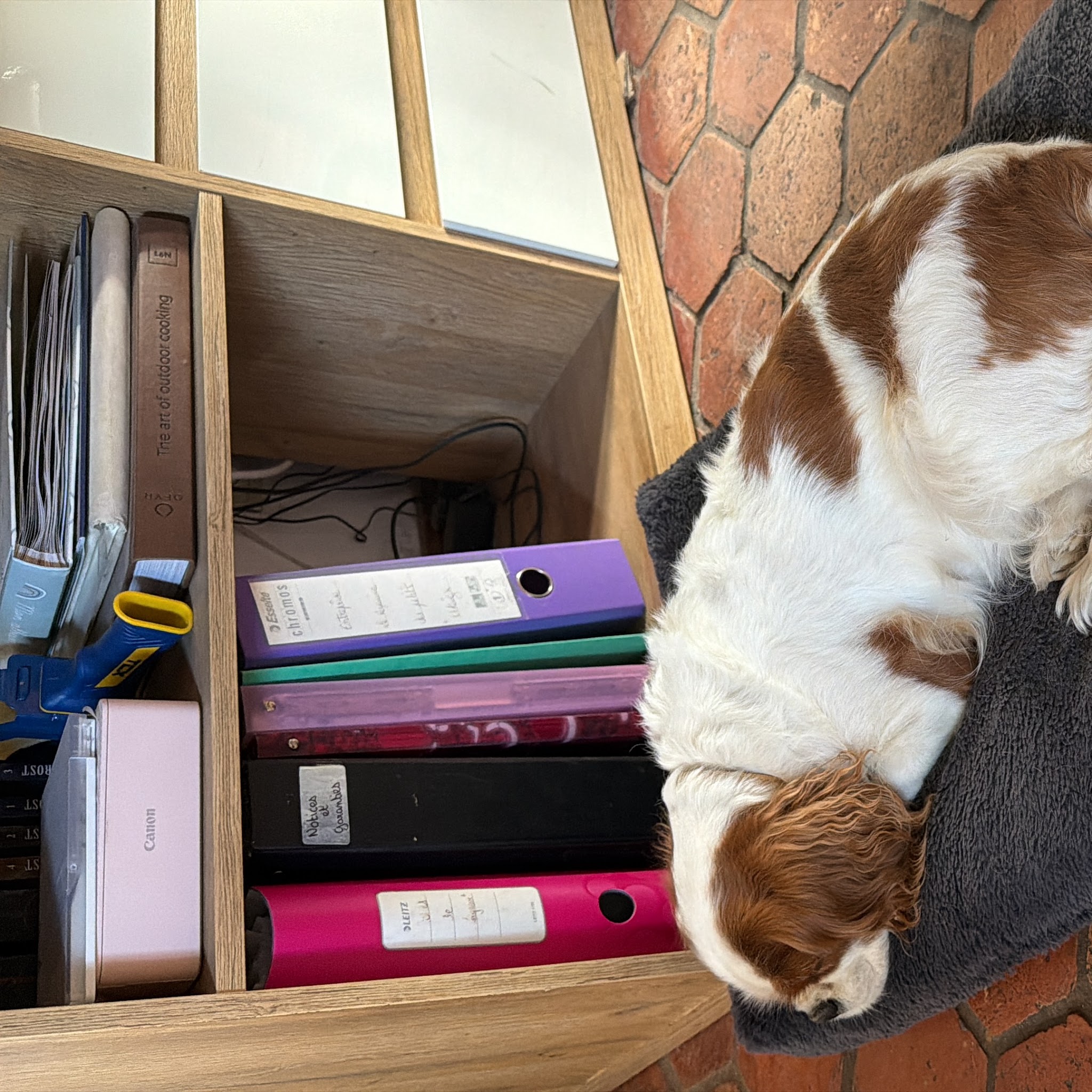Au Royaume des Petits Vikings - Pension Canine Oise & Transport Chiens Paris — photo