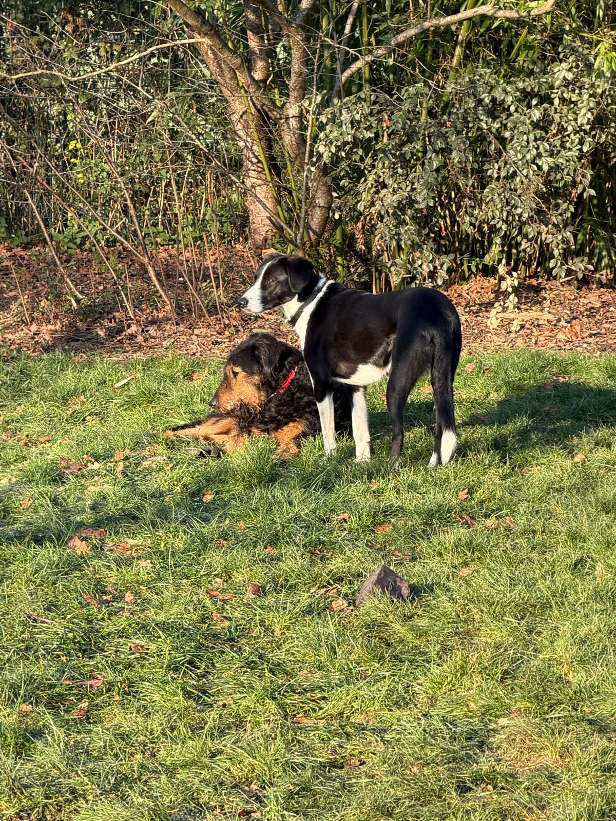 Au Royaume des Petits Vikings - Pension Canine Oise & Transport Chiens Paris — photo