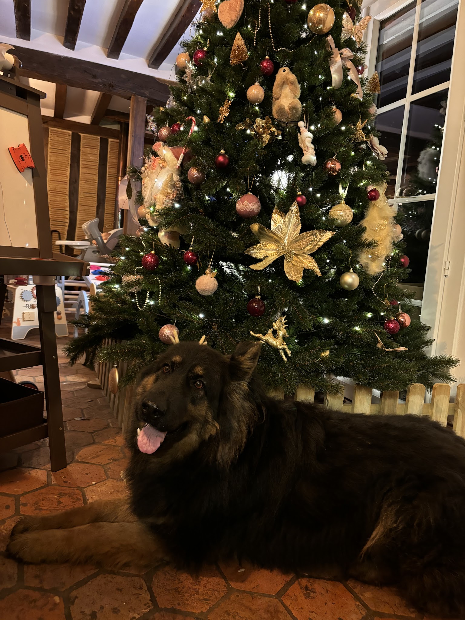 Au Royaume des Petits Vikings - Pension Canine Oise & Transport Chiens Paris — photo