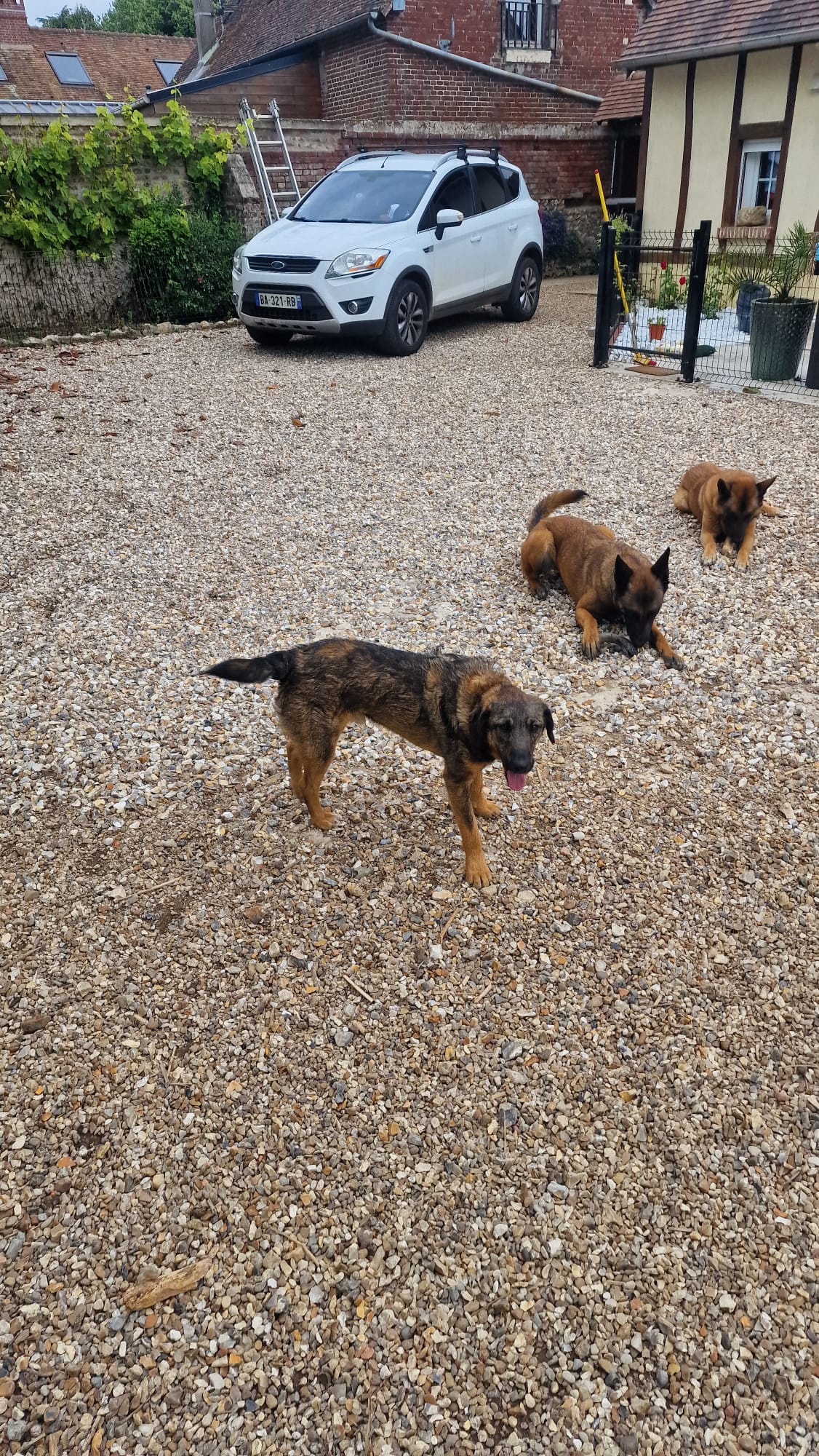 Au Royaume des Petits Vikings - Pension Canine Oise & Transport Chiens Paris — photo