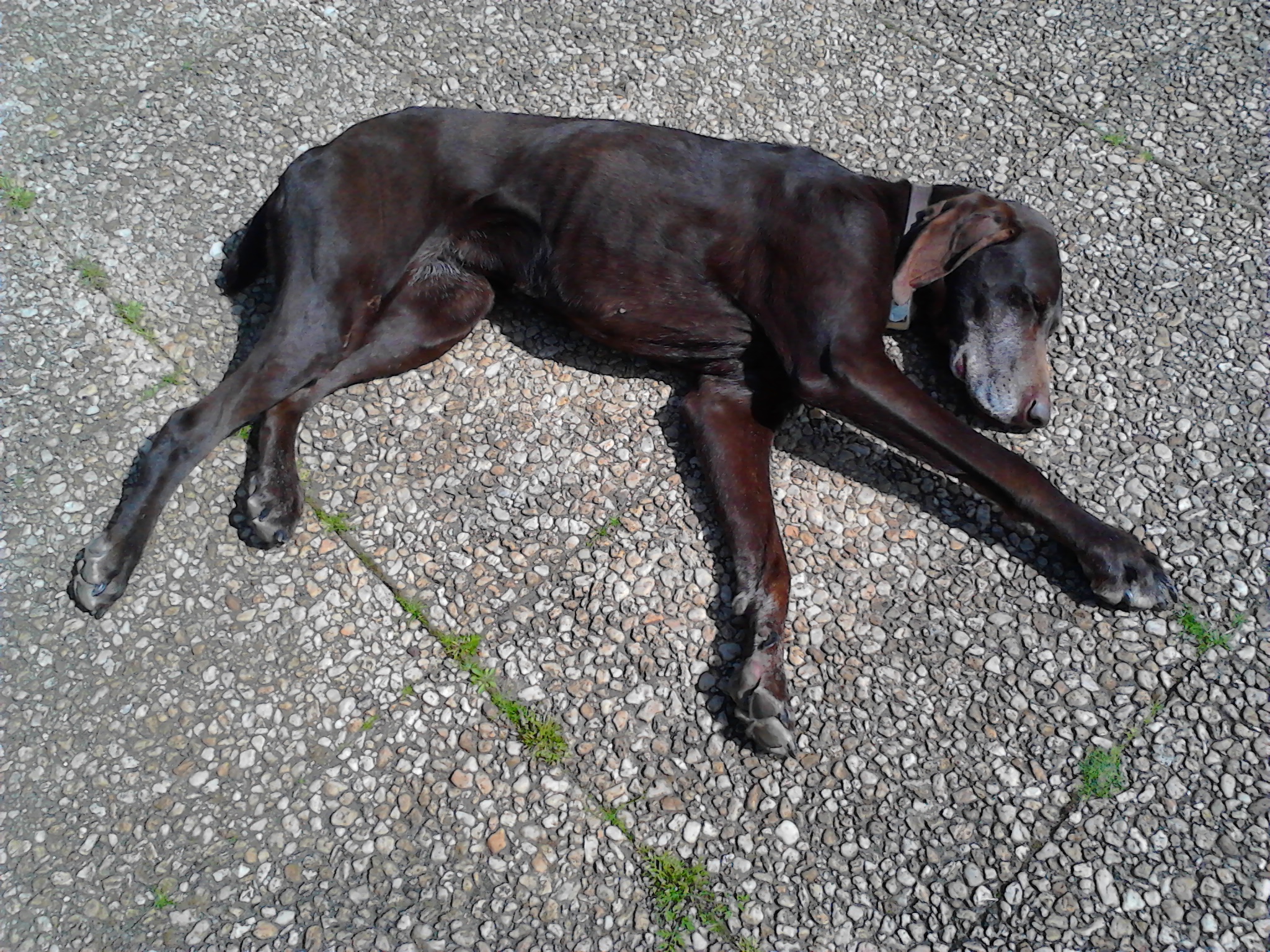 Nanny Dög — photo
