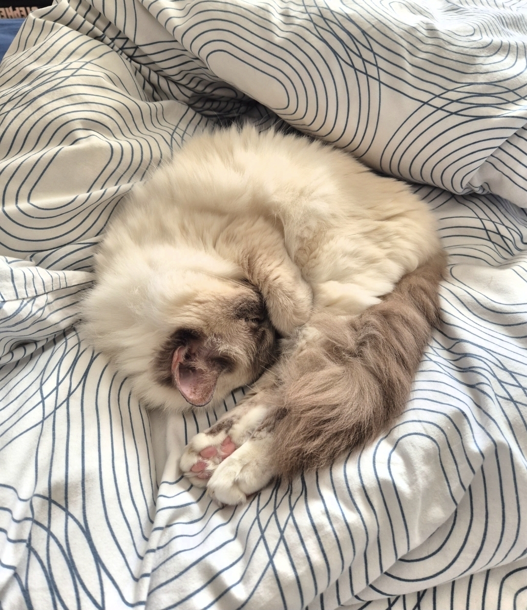 Between Pets / Garde d'animaux à domicile — photo