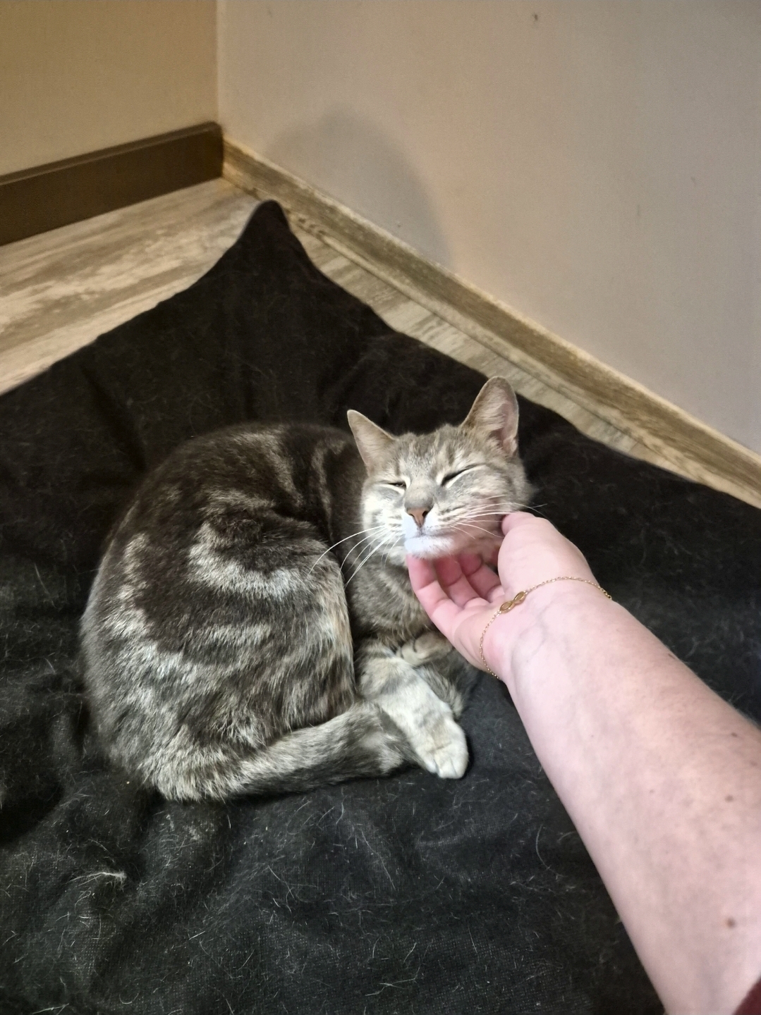 Between Pets / Garde d'animaux à domicile — photo