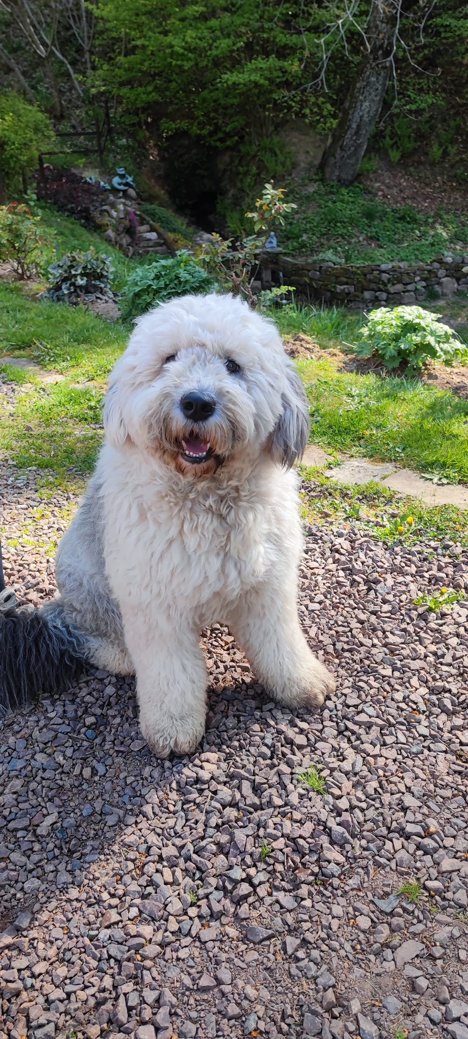 Isa'pets services éducateur / comportementaliste canin — photo