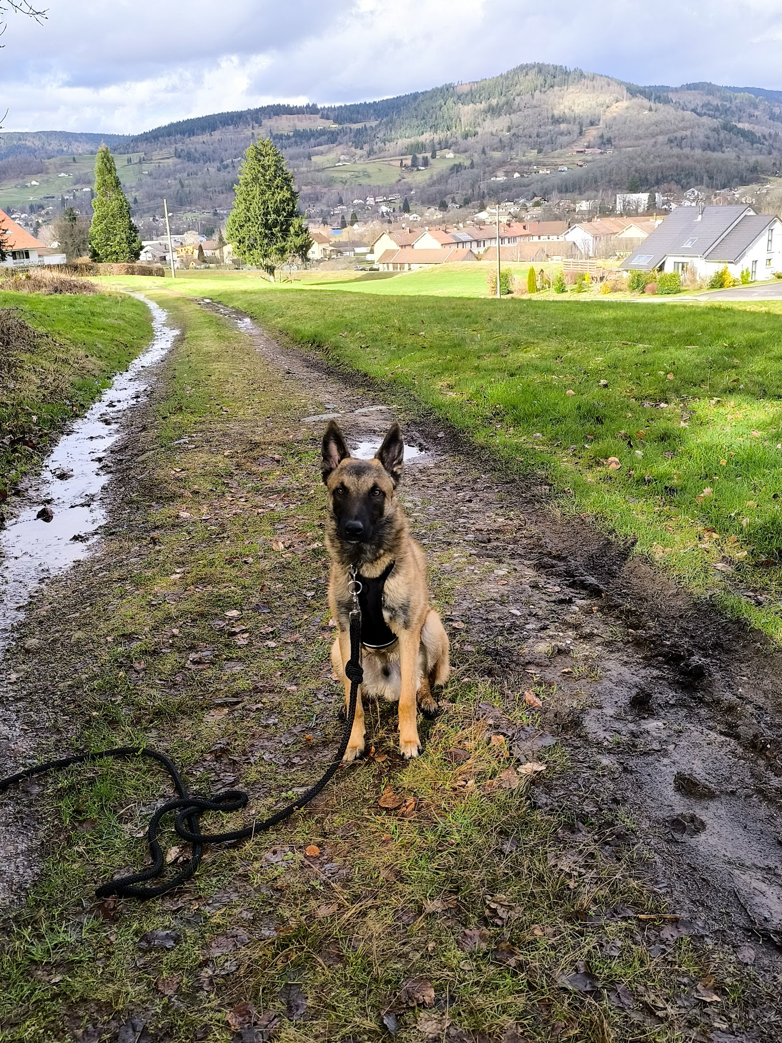 Isa'pets services éducateur / comportementaliste canin — photo