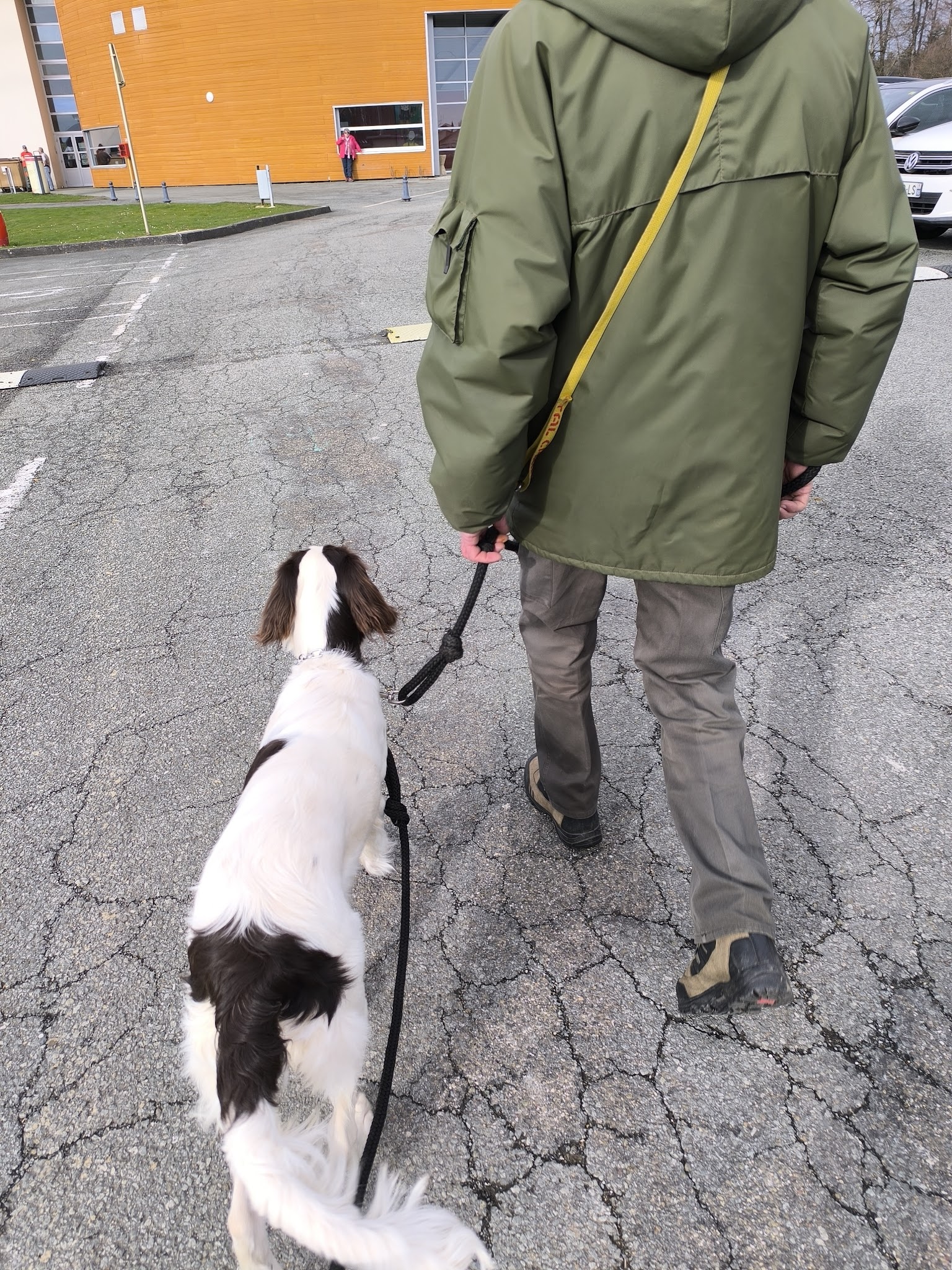 Isa'pets services éducateur / comportementaliste canin — photo