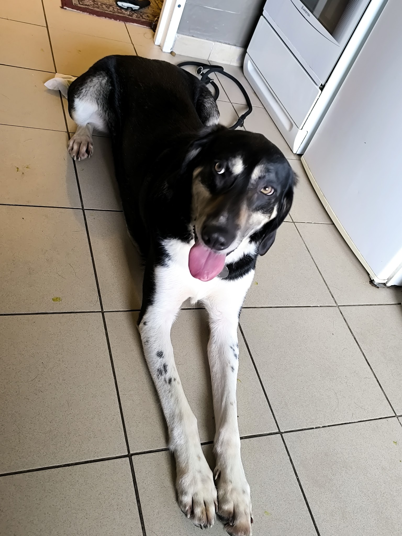 Isa'pets services éducateur / comportementaliste canin — photo