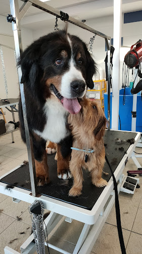 Elégance Canine