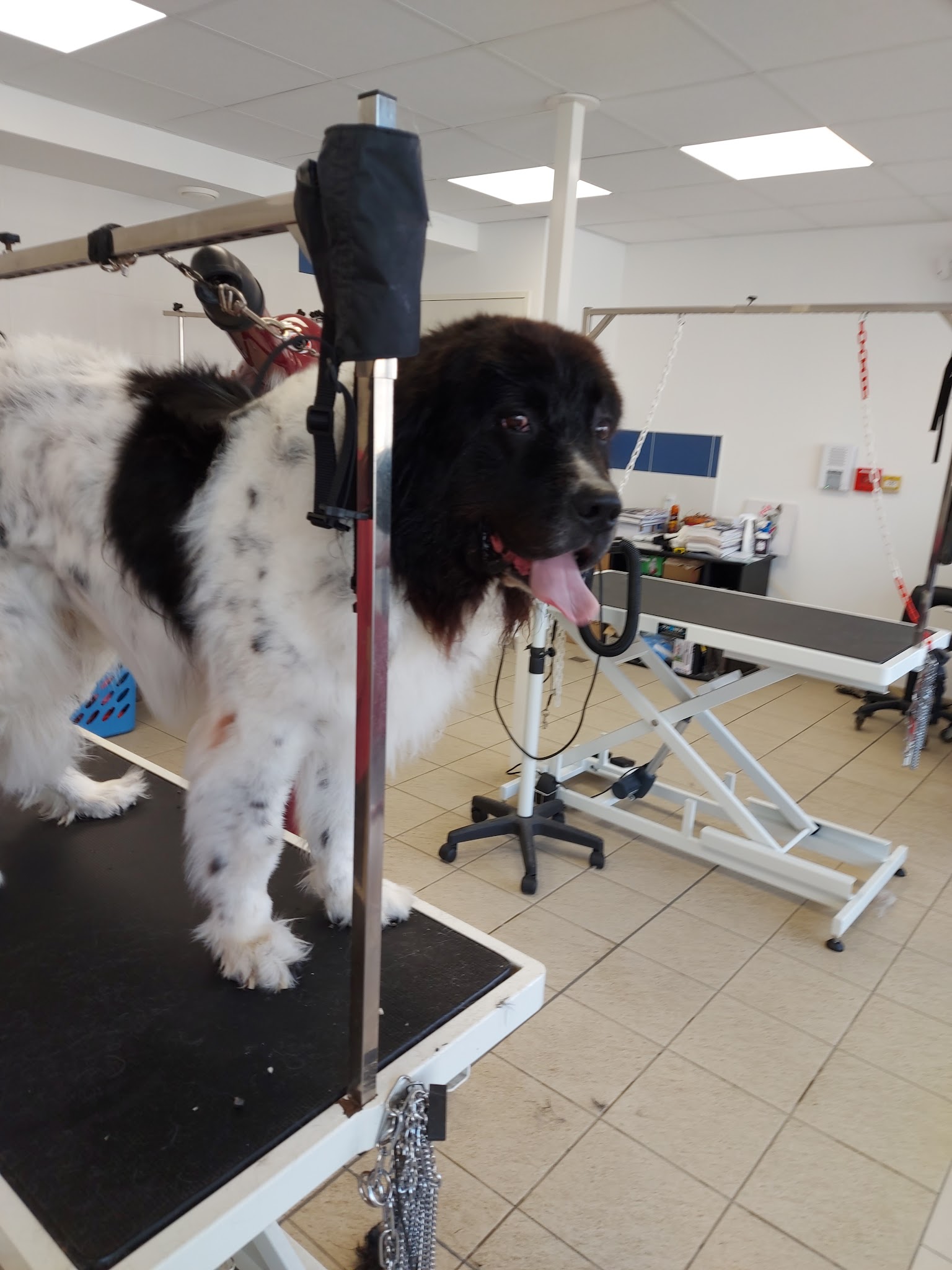 Elégance Canine — photo