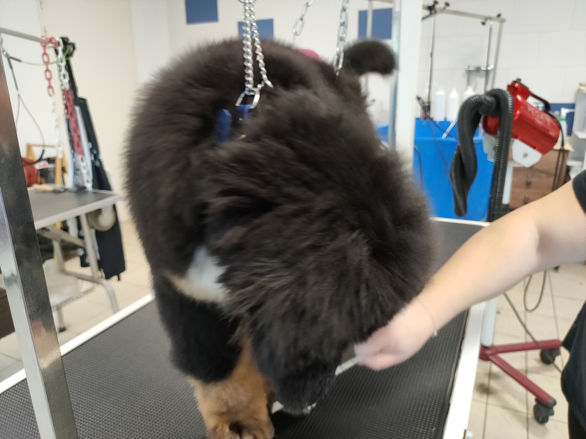 Elégance Canine — photo