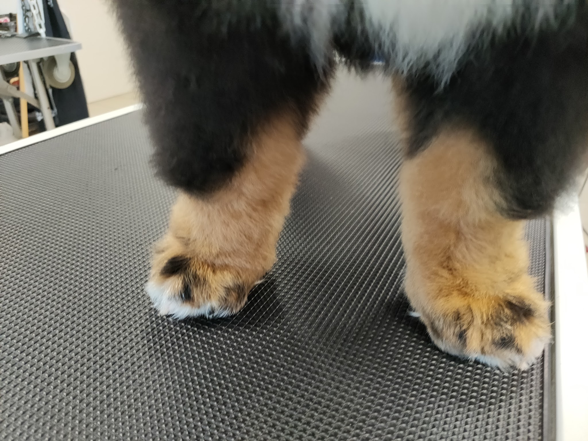Elégance Canine — photo