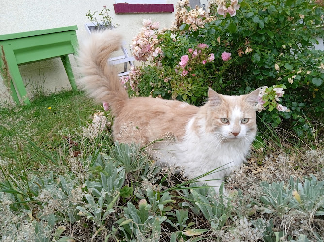 Elodiechats