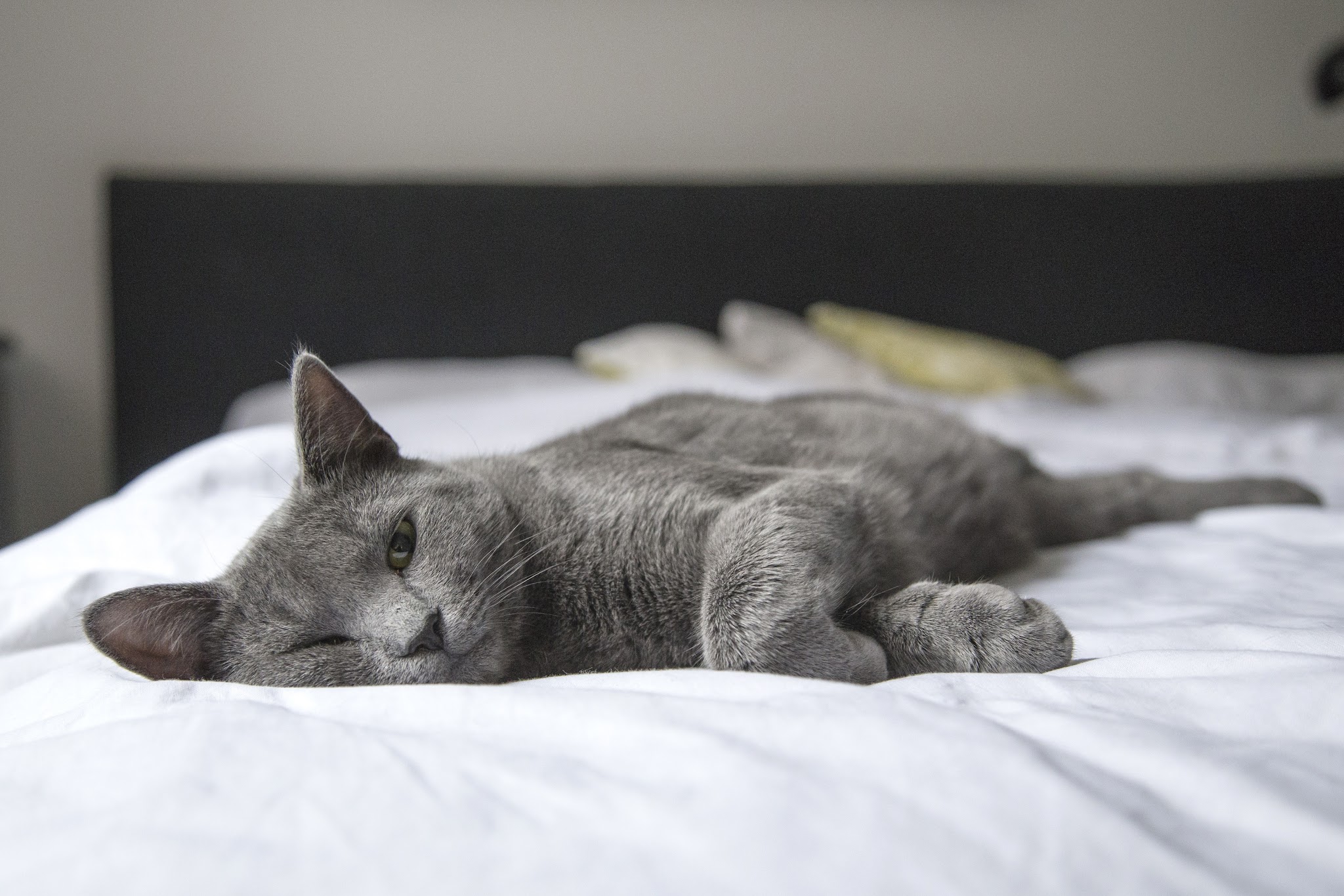Elodiechats — photo