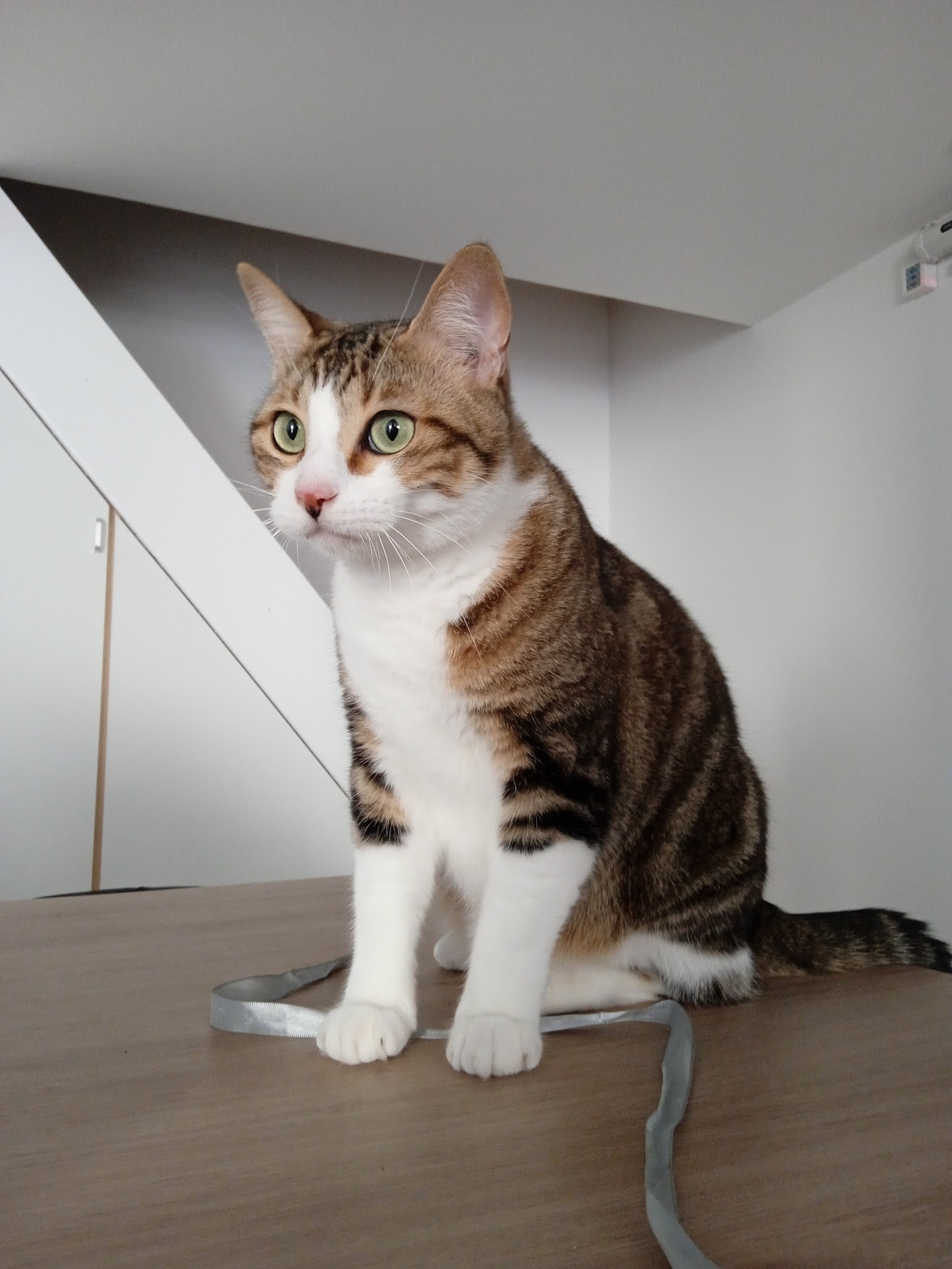 Elodiechats — photo