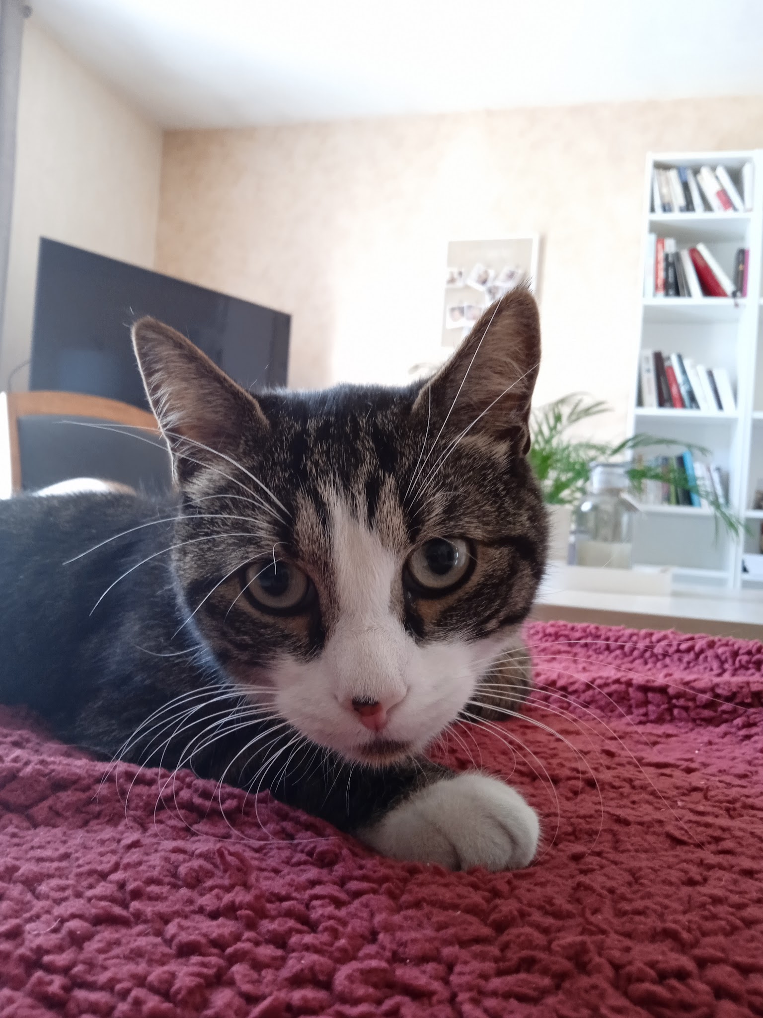 Elodiechats — photo