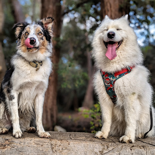 Dog & Trainer