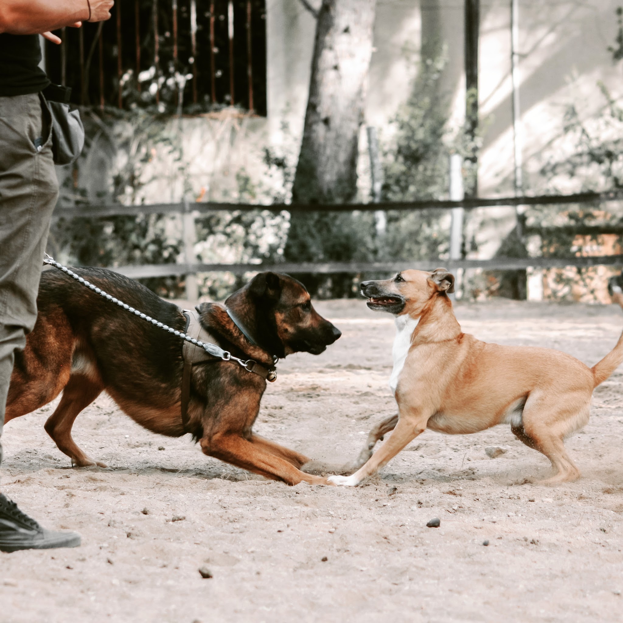 Dog & Trainer — photo