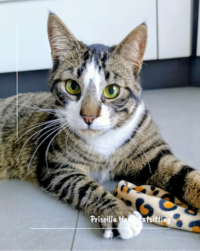 Priscilla Home Catsitting & Sage comme un orage