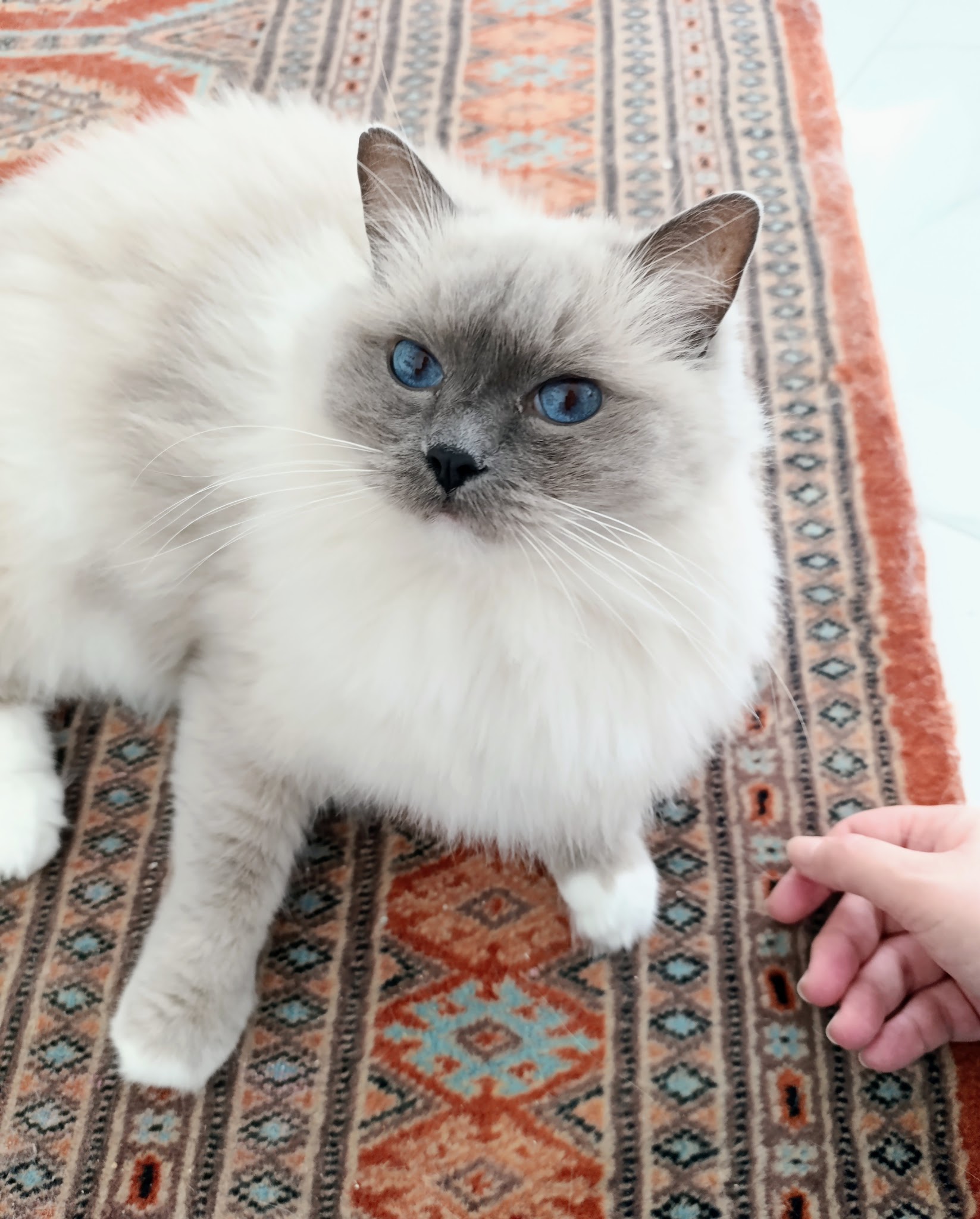 Priscilla Home Catsitting & Sage comme un orage — photo