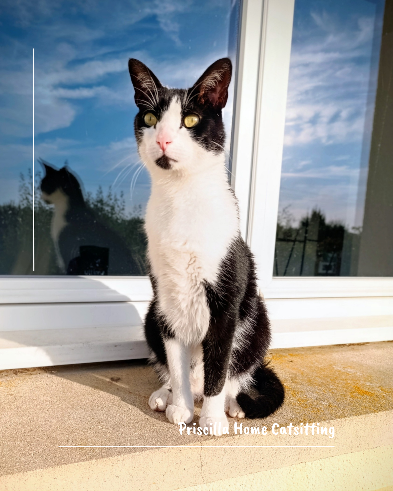 Priscilla Home Catsitting & Sage comme un orage — photo