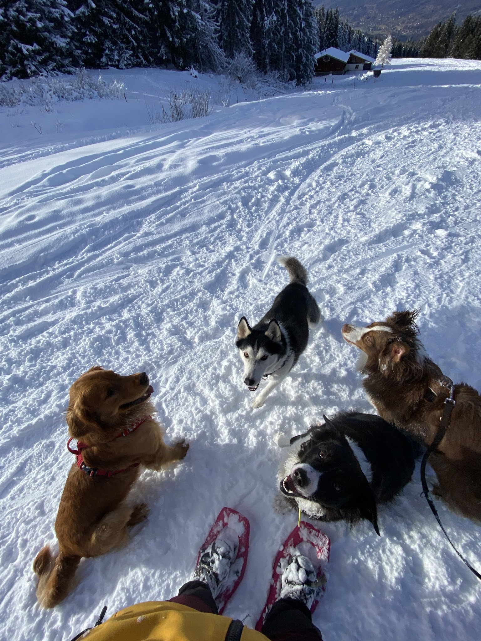 Eläin Pet sitting | Haute-Savoie — photo