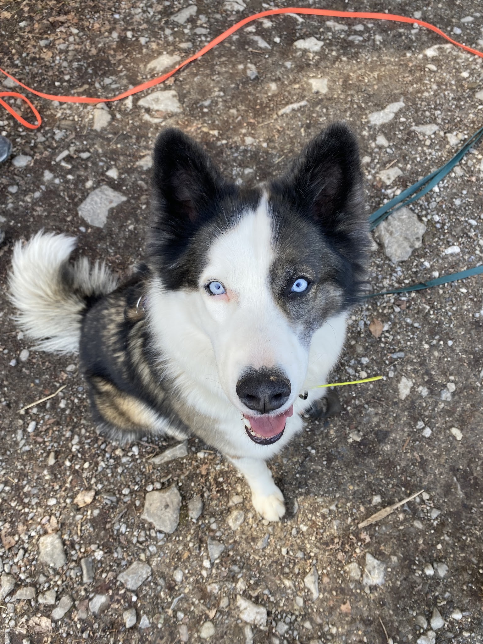 Eläin Pet sitting | Haute-Savoie — photo
