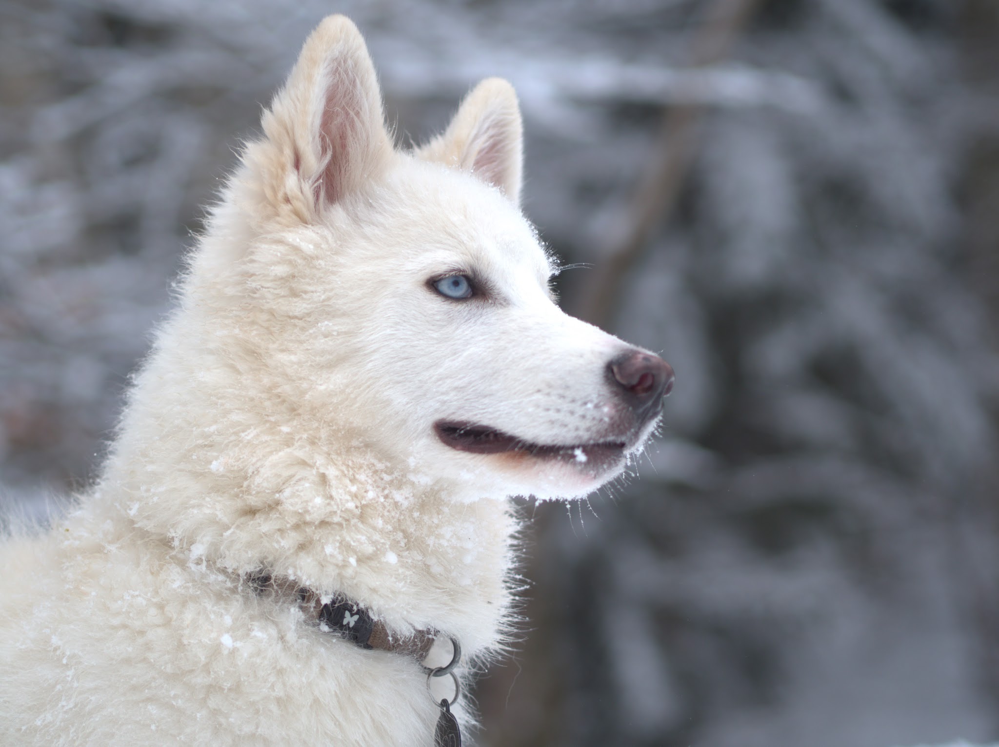 Eläin Pet sitting | Haute-Savoie — photo