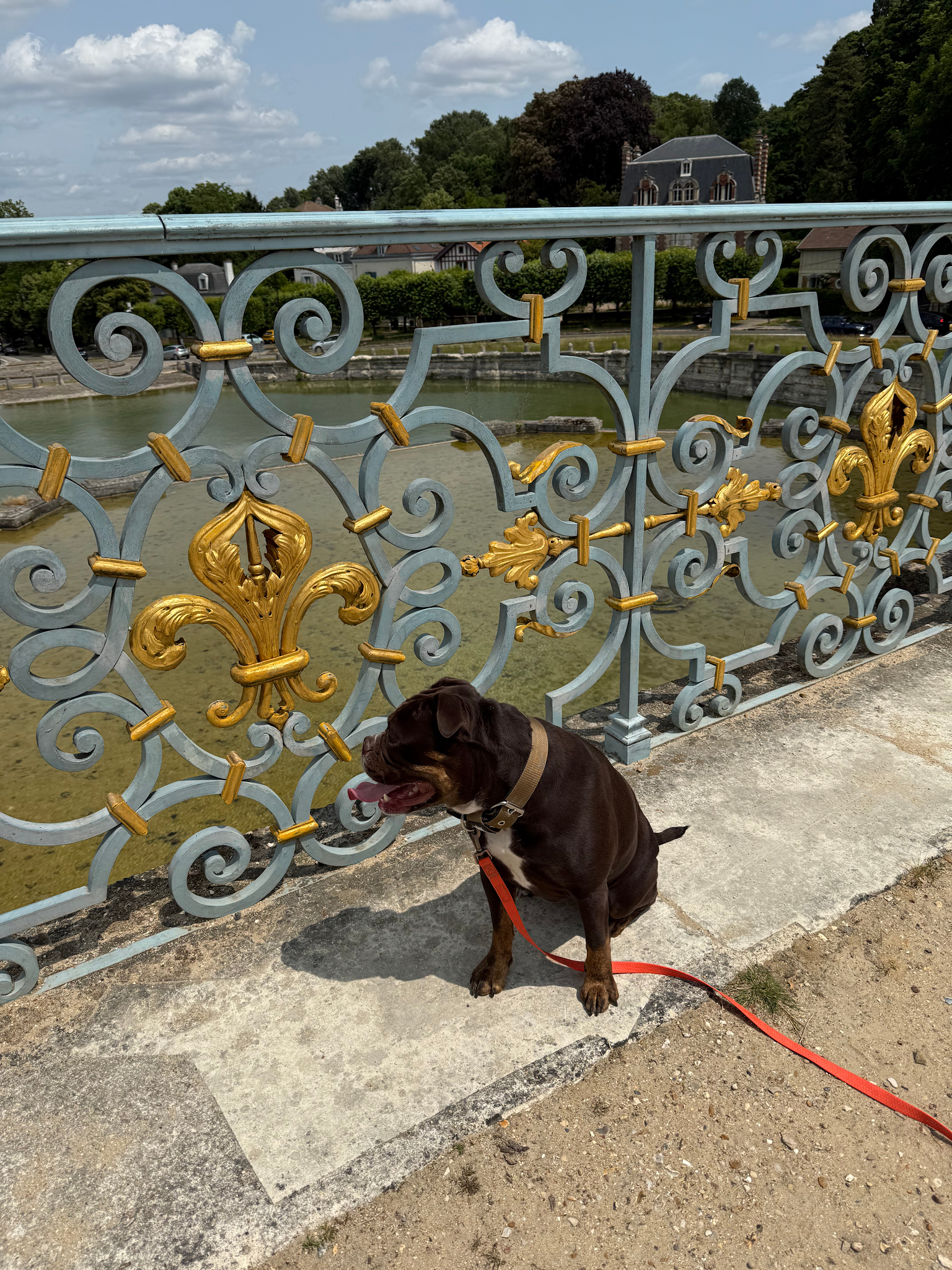 My Dog Education - Educateur canin 78 — photo