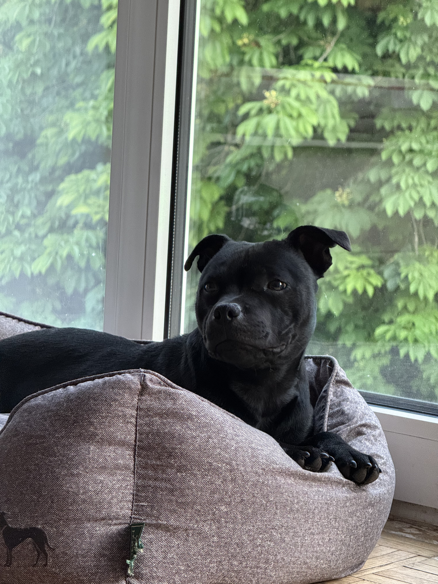 My Dog Education - Educateur canin 78 — photo