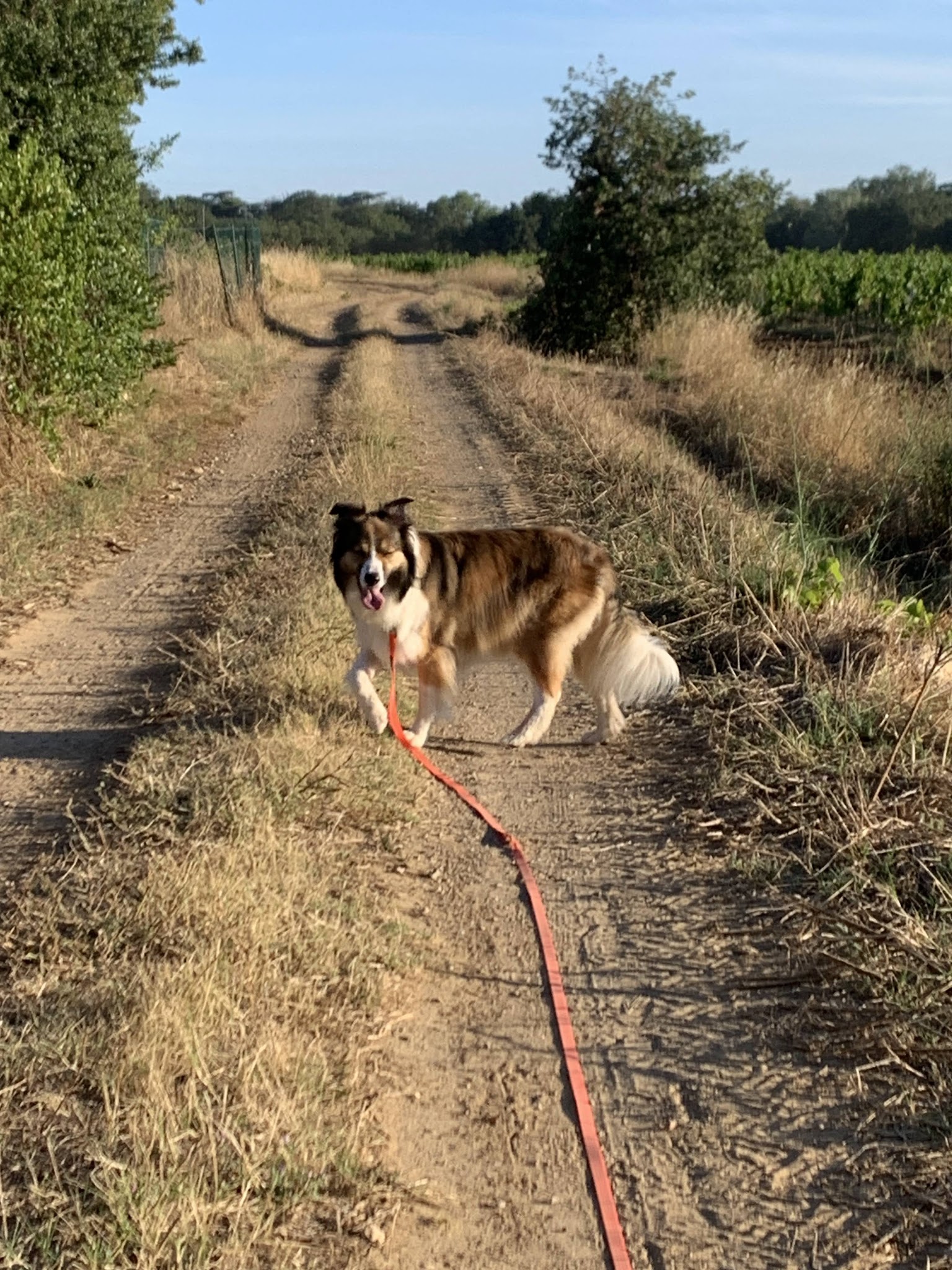 My Dog Education - Educateur canin 78 — photo