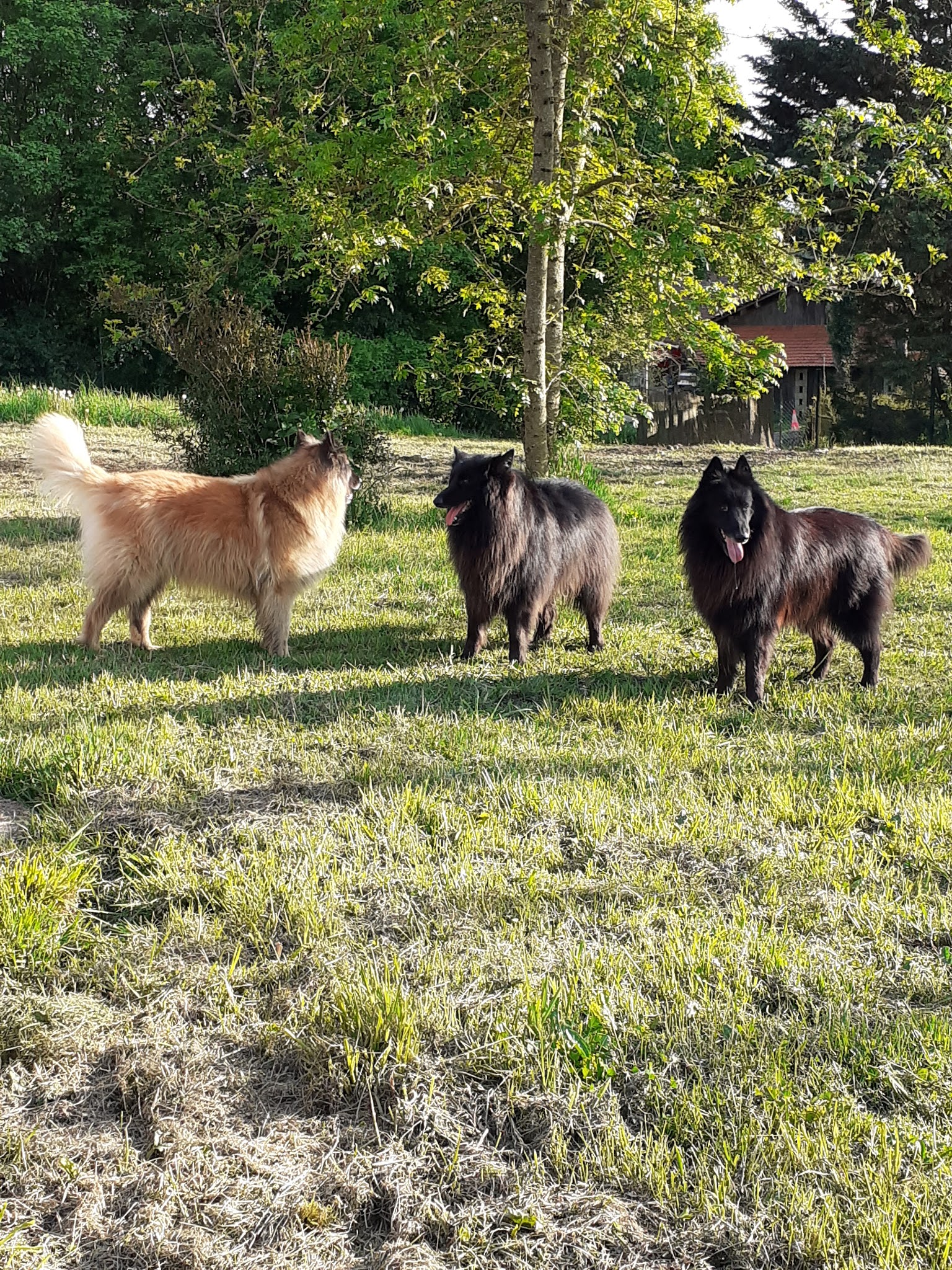 Sous Mon Aile