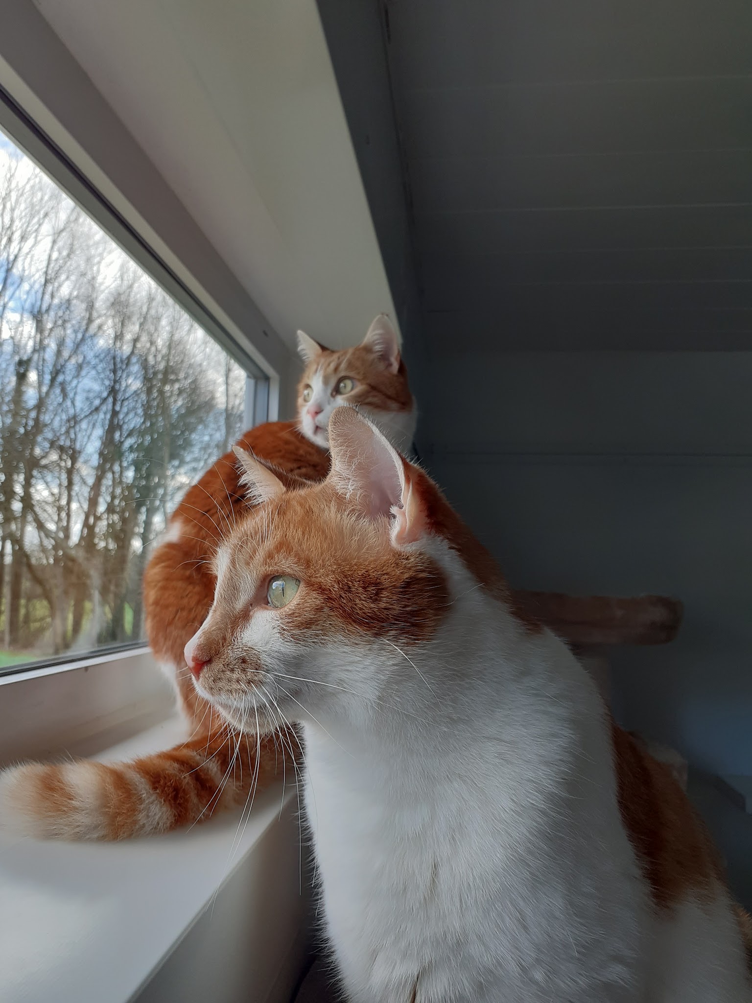 Sous Mon Aile — photo